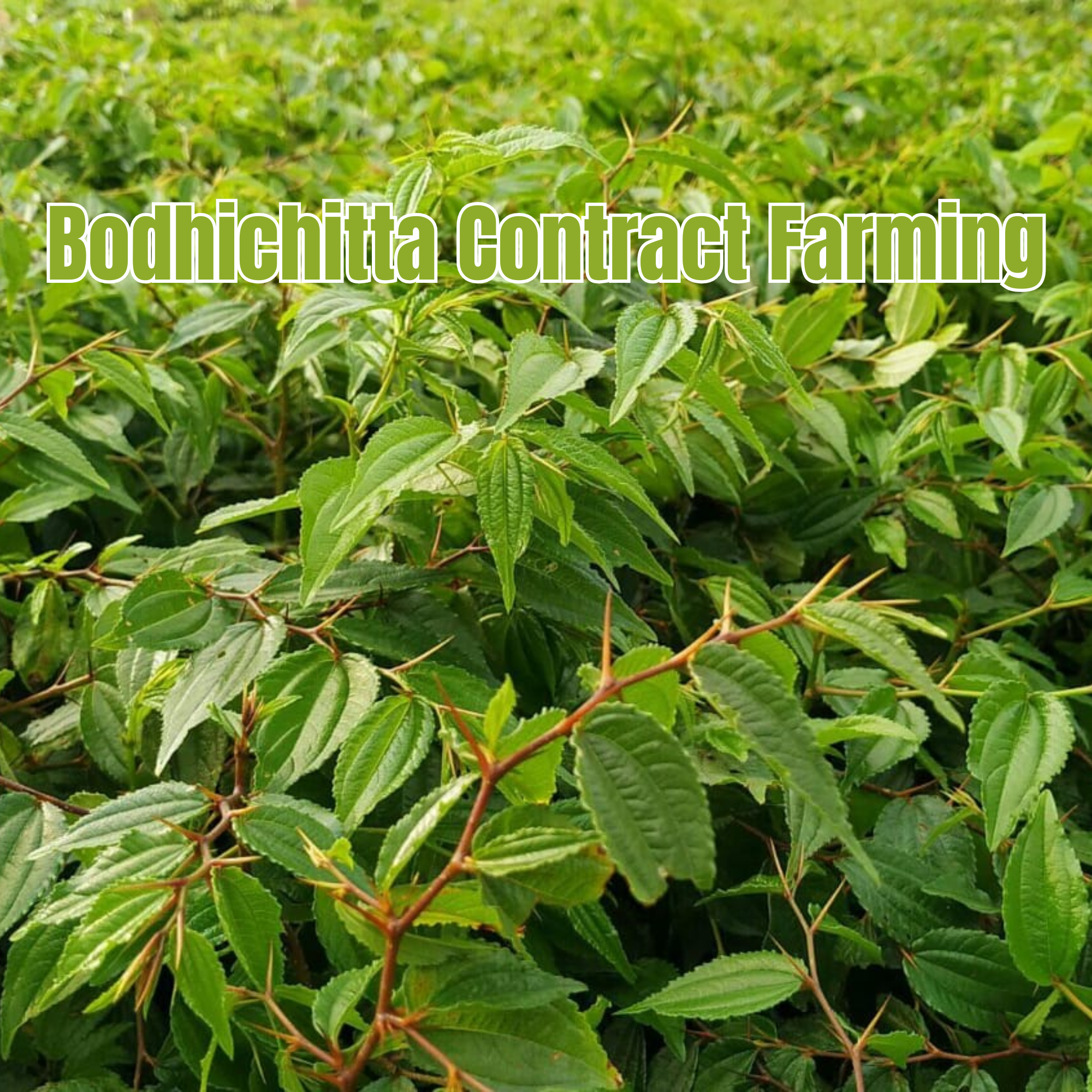 Bodhichitta