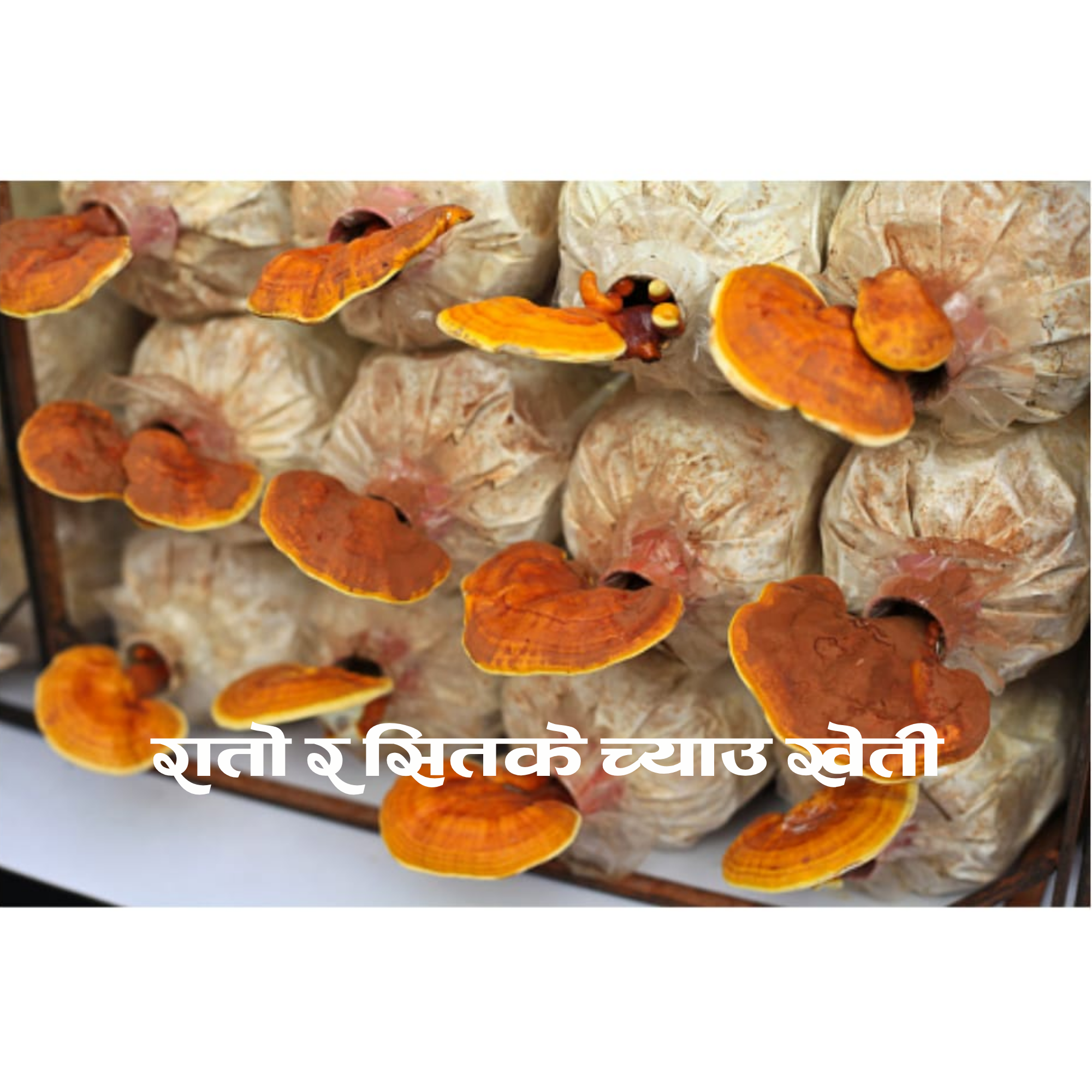 Mushroom Farming
